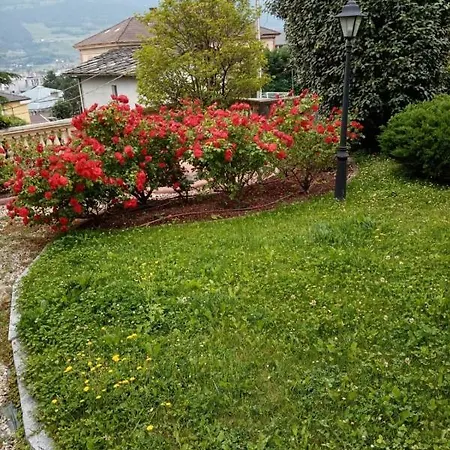 Paulonia *