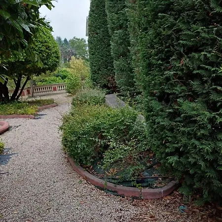 Paulonia *